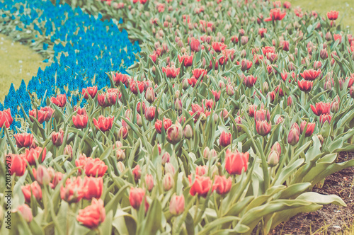 Zdjęcie XXL Czerwoni tulipany i błękitny hiacynt