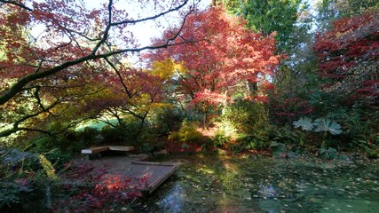 Wall Mural - amazing lake in the autumn park. nature video. park landscape. washington park arboretum, seattle, w
