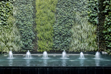 Modern Water Fountain With Green Living Plant Wall