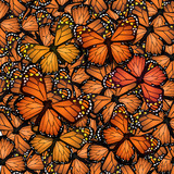 Fototapeta  - monarch butterflies migration