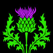 thistle flower in a flat style