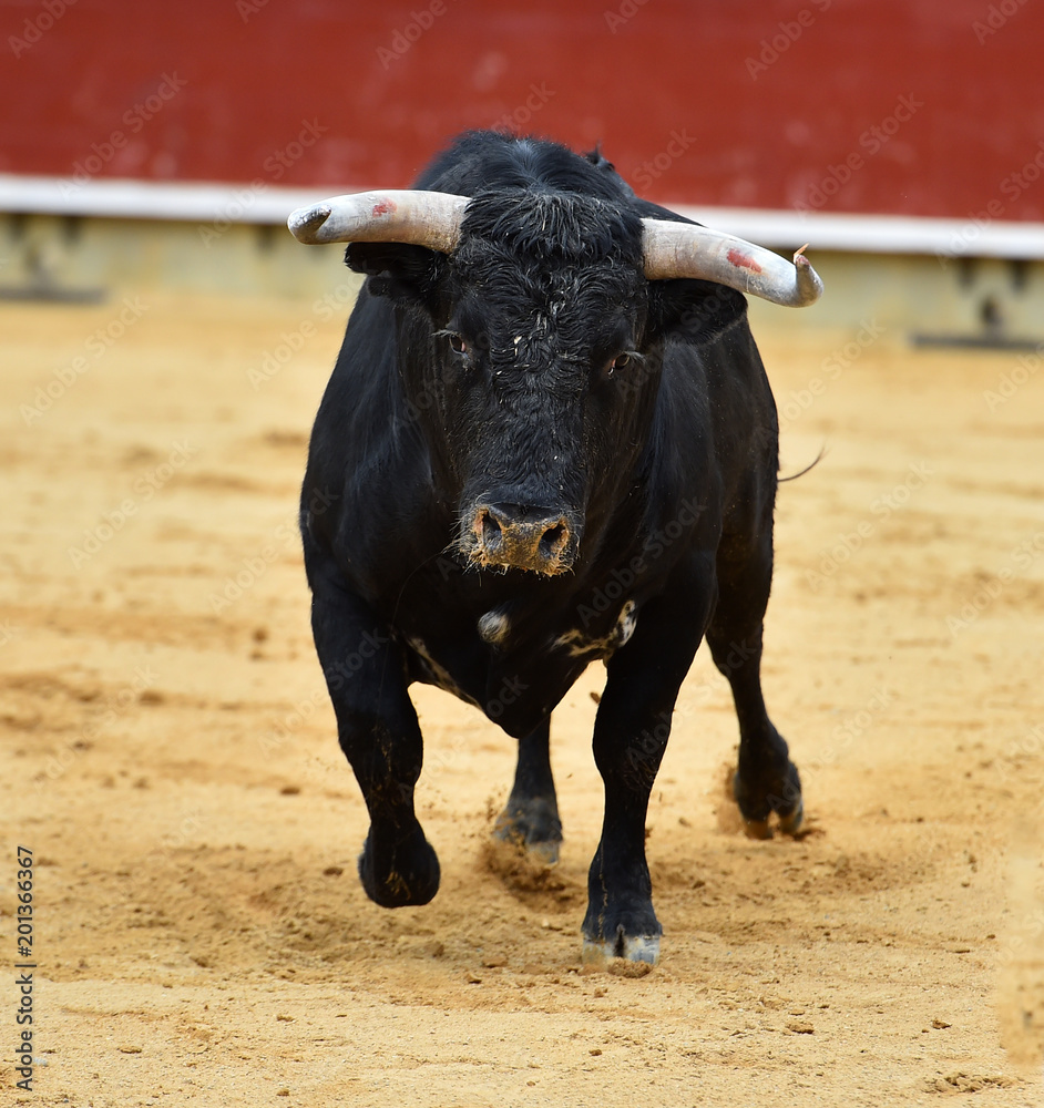 toro-negro-espa-ol-en-plaza-de-toros-stock-photo-adobe-stock