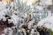 Detail of some plants after a snowfall