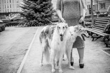 ボルゾイ犬を連れた女性 1920 ? 無料画像 - Public Domain Pictures