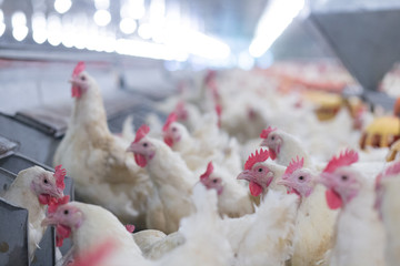 Poultry farm business for the purpose of farming meat or eggs for food from, White chicken Farming feed in indoor housing