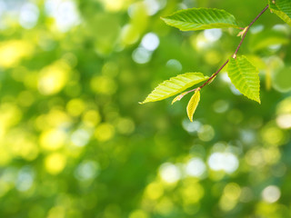 Wall Mural - sunny green elm tree branch spring background