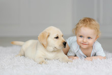 Little Girl With Labrador Puppy