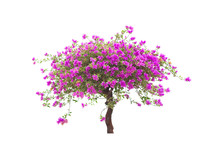 Pink Bougainvillea Flower Tree Isolated On White Background