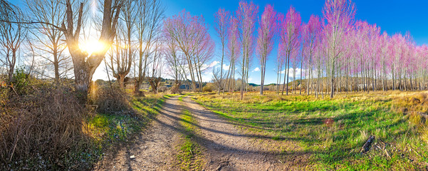 Paisaje escénico de la naturaleza y camino. Prado colorido y bosque.Primavera y puesta de sol