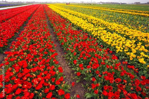 Zdjęcie XXL Holenderskie pola kwiatów