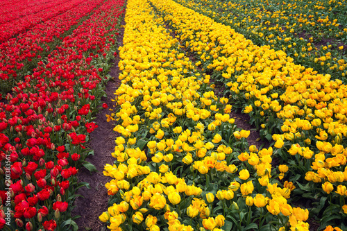 Plakat Holenderskie pola kwiatów