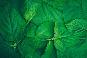 Wall Mural - Green leaves. Nature background