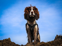 Springer Spaniel Dog Looking Stoically Down At The Camera With A Deep Blue Sky Behind Her