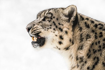 Wall Mural - Snow Leopard in Profile