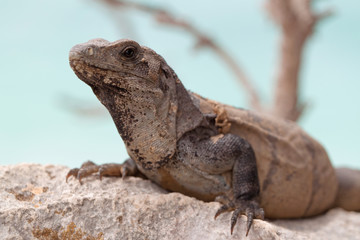 Wall Mural - Wild iguana