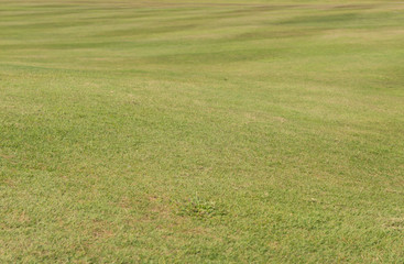 green grass texture