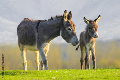 Fotografía Cute baby donkey and mother on floral meadow
