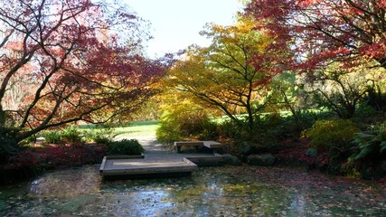 Wall Mural - amazing lake in the autumn park. nature video. park landscape. washington park arboretum, seattle, w