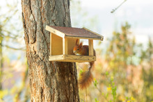 Cute Rusty Squirrel Sitting In The Bird Feeder In The Forrest.