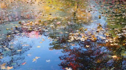 Wall Mural - amazing lake in the autumn park. nature video. park landscape. washington park arboretum, seattle, w