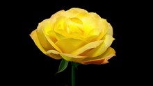 Timelapse Of A Yellow Rose Flower Blooming On Black Background