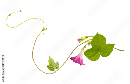 Fotografía Isolated flower of Convolvulus or bindweed