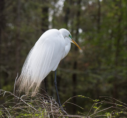 Wall Mural - Great Egret Preening