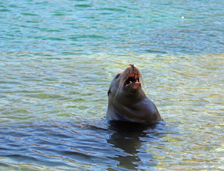 Sea Lion barking on the marina boat launch in Cabo San Lucas Mexico BCS