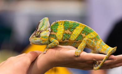 Big chameleon in a petting reptile zoo