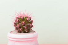 Pink Cactus In White Flower Pot On Light  Mint Background. Trendy Vanilla Colors. Copy Space.