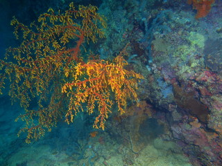 Gorgonian coral