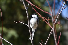 Black-capped Chickadee In A Tree 2