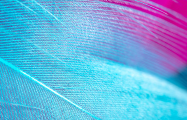 Sticker - Blue and pink feathers as a background