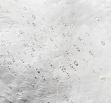 Fototapeta Dmuchawce - Water drops on white feathers of a bird as a background