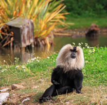 Lion Tailed Macaque Monkey In Wildlife Park