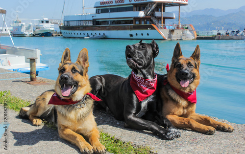 Wonderful German Shepherd And Cane Corso Dogs Have Red