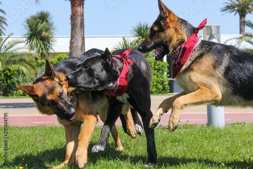 Funny Three Dogs Playing On The Green Grass Dogs In Action