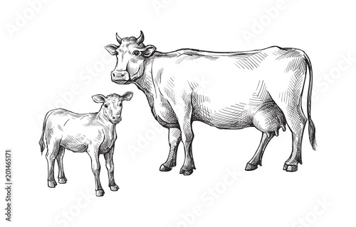 Fotomural sketches of cows and calf drawn by hand