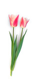 Fototapeta Tulipany - Tulpen auf weißem Hintergrund