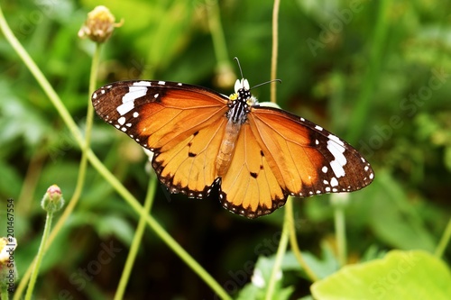 Plain Tiger African Monarch Butterfly Seeking Nectar On The