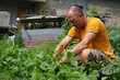 jardinage - récolte de haricots au potager