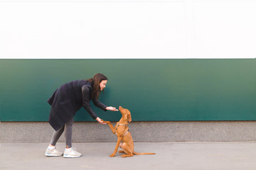 Wall Mural - Beautiful girl with a young dog on the background of a colored wall. Walking with a dog