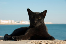 Stray Cat On Cadiz, Spain