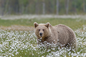 Wall Mural - rown bear (ursus arctos) walking on a finnish bog in the middle of the cotton grass