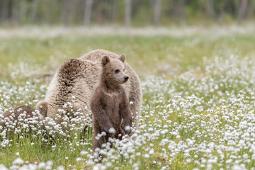 Wall Mural - Brown Bear cub standing in the middle of the cotton grass in a Finnish bog