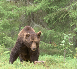 Wall Mural - big brown bear (ursus arctos) male in boreal forest, finland