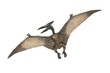 Flying pterodactyl dangerous creature of Jurassic period