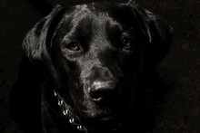 Black Large Dog Looking Into Camera, High Angle, Portrait, Shiny Hair, Expressive Eyes