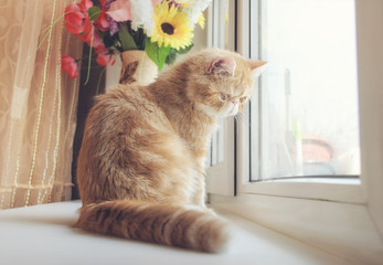 The young thoroughbred cat of a red color sits and looks out of the window