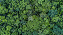 Aerial Top View Forest, Texture Of Forest View From Above.